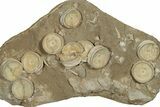 Fossil Shark Vertebrae & Teeth Plate - Morocco #78728-1